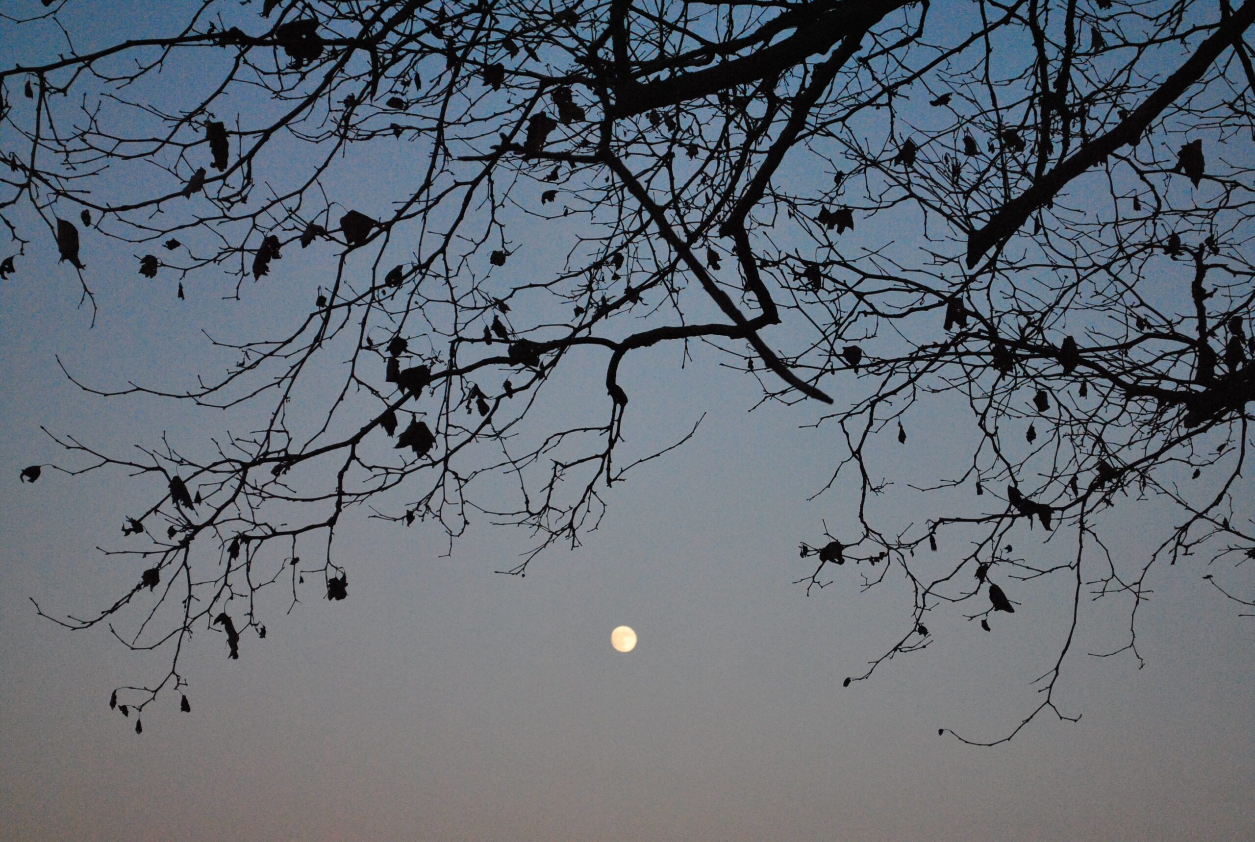 Witches' Brood, 2011